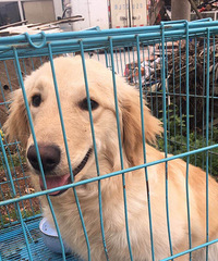 �˸��½�ë��С�ͳ��ﹷ������ۣ�