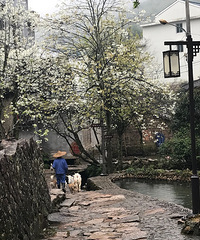 "黄岩西部半山村—梨花雨景"
