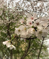 ������ɫ ������������