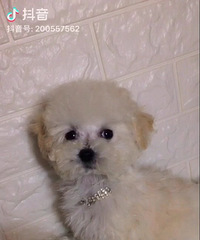 ��̩ͥ�ϱ������¼ң�����΢С�壬���ֲ豭