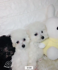 ��̩ͥ�ϱ������¼ң�����΢С�壬���ֲ豭