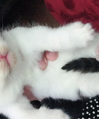 һ��Ӣ����è ��һ�����ˡ���Ԥ��