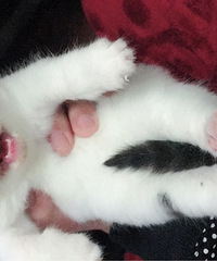 һ��Ӣ����è ��һ�����ˡ���Ԥ��