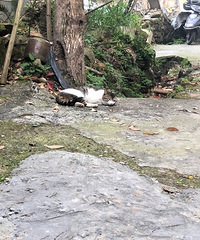 ������è