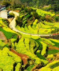 "【台州风云户外】4月6日相聚宁海桑州踏青,看油菜花"