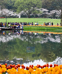 “樱”为“郁”见你  春景醉美丽
