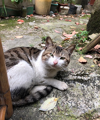 ʢ������