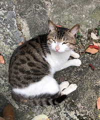 ʢ������