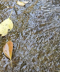 ���۸��᡿����ϰ�״����������˵�е�Ҫ����˿?