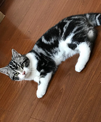 ���̼Ӱ���Ů���ѣ�