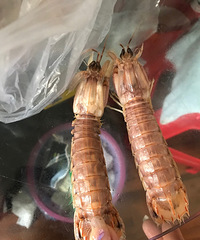 �峴��ը ֻ���벻��û�������� �۸�Ӳ�ĺ�