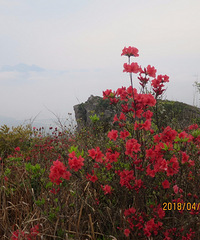 千丈岩雾里看花 上保山杜鹃争艳