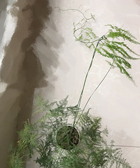 成精的文竹