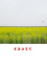 "聚集湾油菜花节"