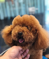 �ȳ� ��������Ʒ