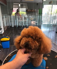 �ȳ� ��������Ʒ