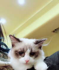 ����С��