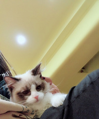 ����С��