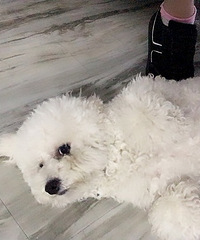 ������ʹ�