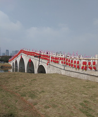 真心失望 郁金香种植面积还市民广场大