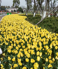 真心失望 郁金香种植面积还市民广场大
