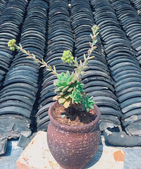 ���������