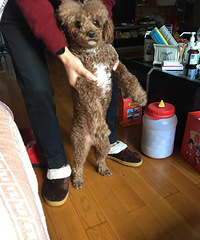 Ѱ������