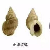 这种“海狮”有高含量河鲀毒素,千万别吃