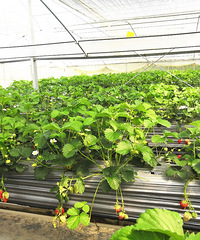 ��̨��ժ��ݮ�ص㼯�ϡ�����36��ժ��ݮ�ص�