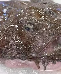 ���۸��ࡿ�������Σ������������ɵ����