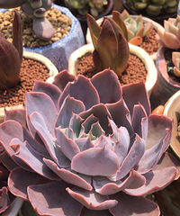 ��������ǰ����