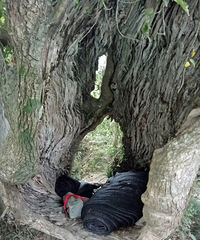 �������ȶȼٴ�