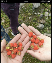 牛尾塘一游 动手抓螃蟹 还有意想不到的海葵