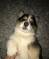 ��ɫ�»���Ѫͳ��������