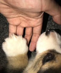 ��ɫ�»���Ѫͳ��������