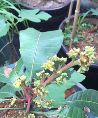 ��һ��â������ʱ