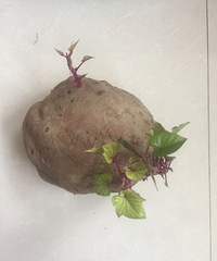 ���۸��᡿������Ҷ���ܳ���