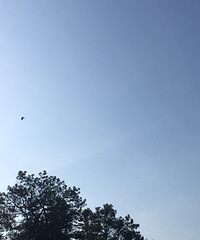 ����������Ŵ���������