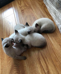 һ������èԤ��������