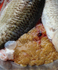 ���۸��᡿���ѳԶ����ǲ�����Ļ�䱿��