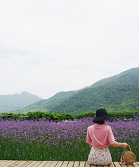 花花世界 草木繁盛 花儿娇艳