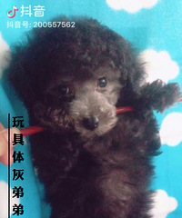 玩具体灰泰迪找新家