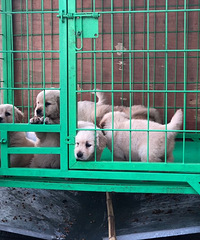 双血统小金毛