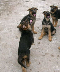 ����С����