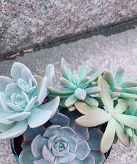 �Ҽ�����