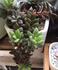 ���ⳤ���ö���׷�һ����ë����ô����