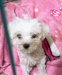 С���������£���������΢�ţ�13666882709���ٺ���