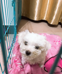 С���������£���������΢�ţ�13666882709���ٺ���