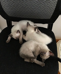 ����è�Լ����ģ�����2��1ĸ������Ȥ�������ſ�è��˽��