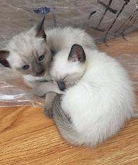 ����è�Լ����ģ�����2��1ĸ������Ȥ�������ſ�è��˽��